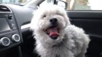 Edina veterinarian, vet near me, Southdale vet, Minneapolis animal hospital, pet hospital Edina MN, Veterinarian in Edina (3).jpg