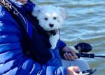 Edina veterinarian, vet near me, Southdale vet, Minneapolis animal hospital, pet hospital Edina MN, Veterinarian in Edina (4).jpg