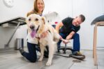 Edina veterinarian, vet near me, Southdale vet, Minneapolis animal hospital, pet hospital Edina MN, Veterinarian in Edina (1).jpeg